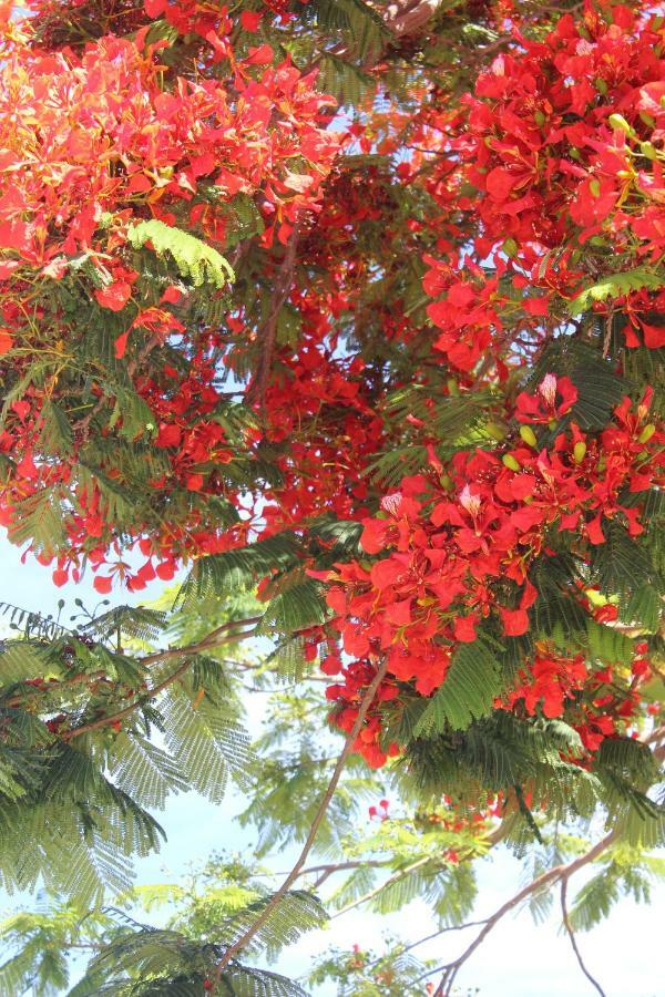 Jardines Canarios 로스크리스티아노스 외부 사진